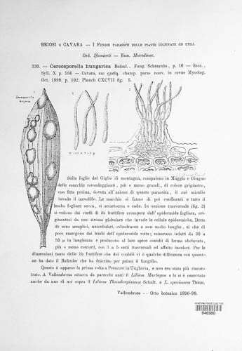 Pseudocercosporella hungarica image